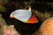 Cetoscarus ocellatus juv-Wakatobi Pasar wajo Beach-14m-20180602-Denis-ADER-DSC_3227_tn